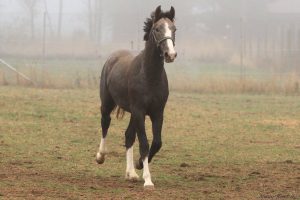 46347651_636353943428938_600641718827614208_n