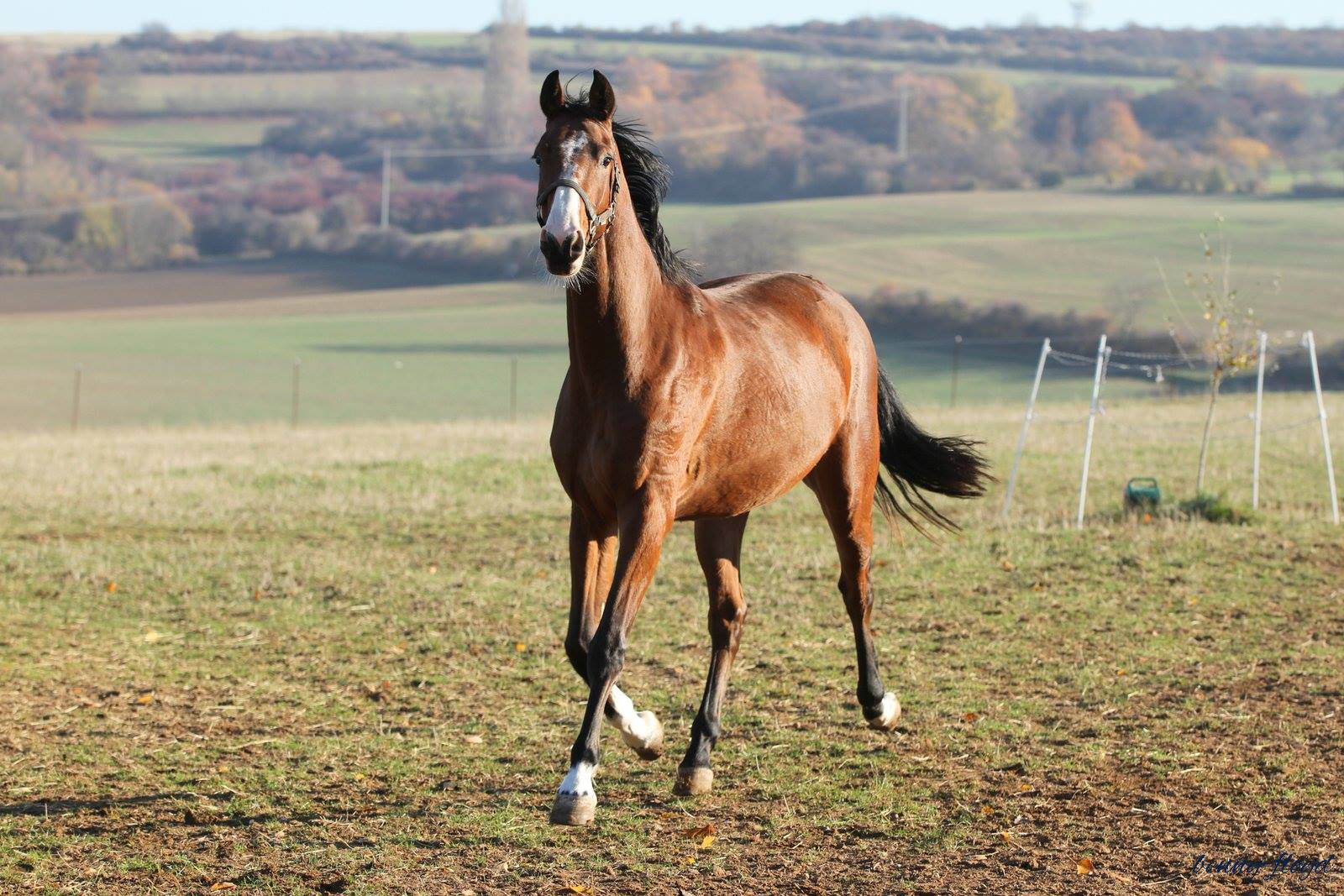 46389000_1952050954872909_8130266159527231488_o