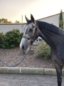 zangersheider-wallach-5jahre-173-cm-rappschimmel-freizeitpferd-tiefenthal-2214902_1