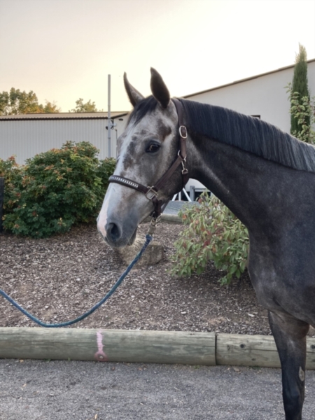 zangersheider-wallach-5jahre-173-cm-rappschimmel-freizeitpferd-tiefenthal-2214902_1