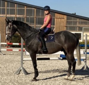 zangersheider-wallach-5jahre-173-cm-rappschimmel-freizeitpferd-tiefenthal-2214902_3