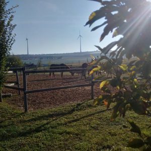 IMG_20211010_100723_hdr